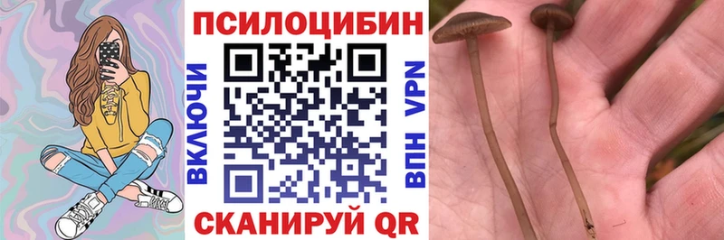 Псилоцибиновые грибы Psilocybine cubensis  блэк спрут как войти  Тотьма 